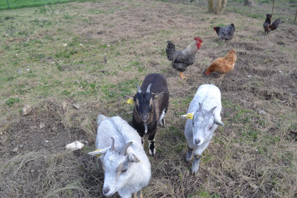 Ferme "Les Flaquettes" Bed and Breakfast Guînes Εξωτερικό φωτογραφία